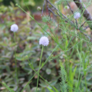 Succisa pratensis | White Devil's-bit Scabious seeds