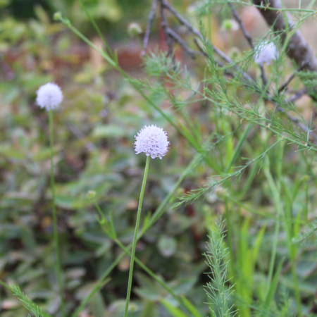 Succisa pratensis | White Devil's-bit Scabious seeds