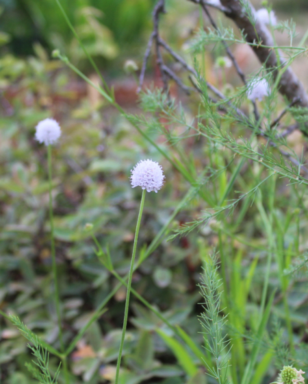 Succisa pratensis | White Devil's-bit Scabious seeds