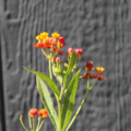 Mexican Butterfly Weed flowers