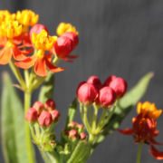 Asclepias curassavica | Scarlet Milkweed seeds