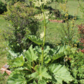 Garden Rhubarb 'Chipmans Canada Red' seeds