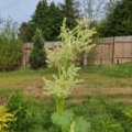 Pie-plant Rhubarb seeds