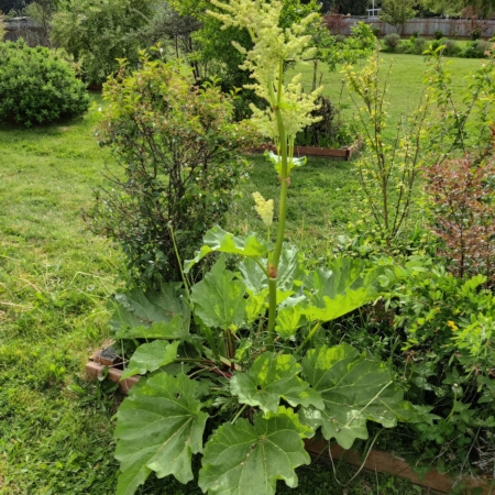 Rheum hybridum | Red Rhubarb 'Chipmans Canada Red'