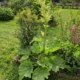Rheum hybridum | Red Rhubarb 'Chipmans Canada Red'