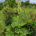 Rheum rhabarbarum 'Chipmans Canada Red' Rhubarb