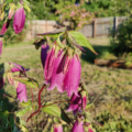 Campanula punctata | Red Spotted Bellflower 'Rubriflora' seeds