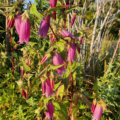 Campanula punctata | Spotted Bellflower 'Rubriflora'