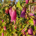 Canterbury Bells seeds