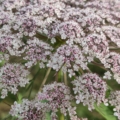 Daucus carota ssp. sativus 'Lila Lusang'