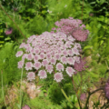 Daucus carota ssp. sativus | Garden Carrot 'Lila Lu Sang'