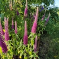 Germander 'Purple Tails' flowers