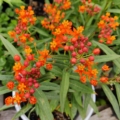 Asclepias curassavica | Bloodflower Milkweed seeds