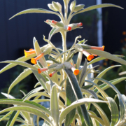 Buy Brazilian Butterfly Bush plant