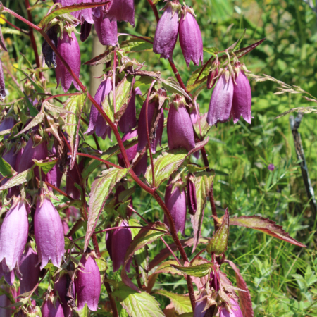 Cherry Bells flower seeds