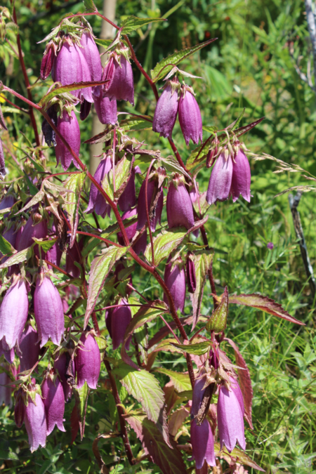 Cherry Bells flower seeds