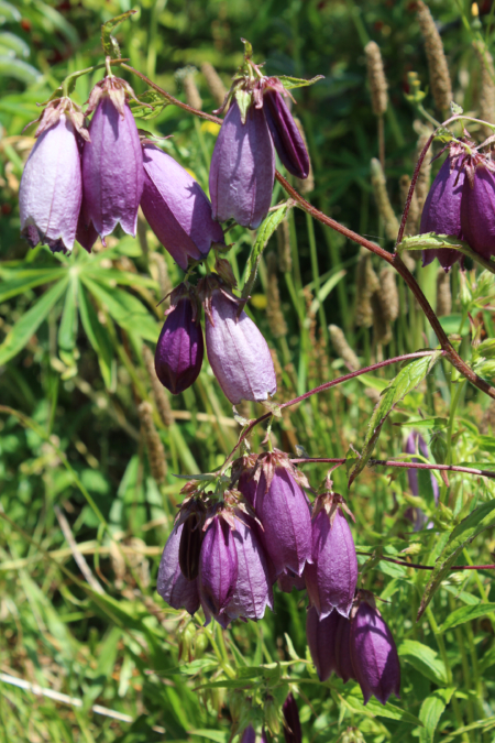 Red Spotted Bellflower 'Rubriflora' flower