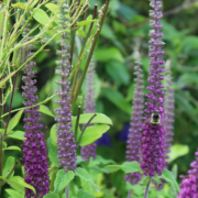 Iranian Wood Sage seeds