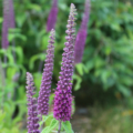 Teucrium hyrcanicum 'Purple Tails'