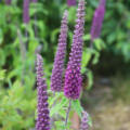 Iranian Germander 'Purple Tails'