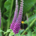 Teucrium hyrcanicum | 'Purple Tails' seeds