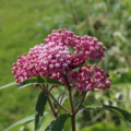 Asclepias incarnata flower seeds