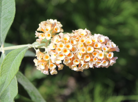 Dim Sun butterfly Bush