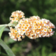 Dim Sun butterfly Bush