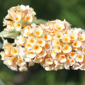 Dim Sun new Buddleja weyeriana hybrid
