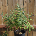 Forrests Butterfly Bush (W/O 8046) seeds