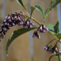 Buddleja/ Buddleia forrestii type limitanea | Forrests Butterfly Bush flowers