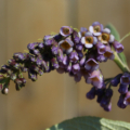 Buddleia forrestii type limitanea | Forrest's Butterfly Bush (W/O 7061)