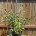 Forrest's Butterfly Bush seeds (W/O 7061)