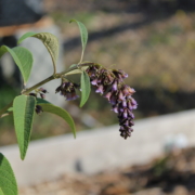 Buddleja/ Buddleia forrestii type limitanea | Forrest's Butterfly Bush (W/O 7061) seeds