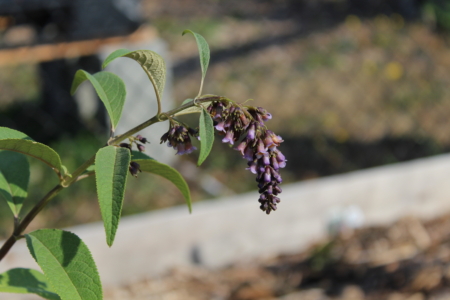 Buddleja/ Buddleia forrestii type limitanea | Forrest's Butterfly Bush (W/O 7061) seeds