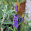 Veronica longifolia | Long-leaf Speedwell flowers