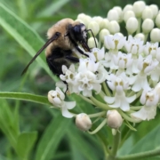 Asclepias incarnata Alba seeds