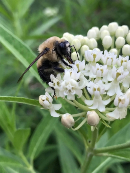 Asclepias incarnata Alba seeds