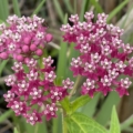 Swamp milkweed Asclepias flowers
