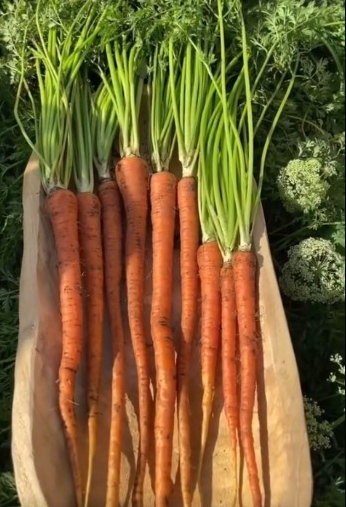 Daucus carota ssp. sativus 'Manpukuji'