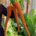 Giant Carrot seeds