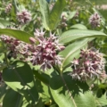 Showy Milkweed seeds
