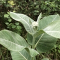 Asclepias speciosa foliage