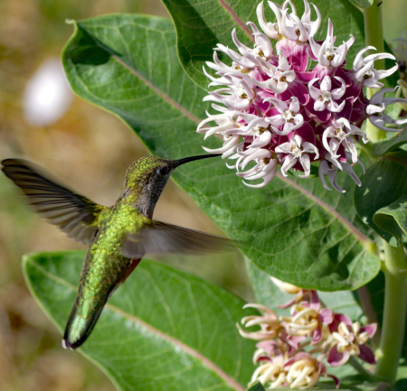 Asclepias speciosa showy milkweed seeds