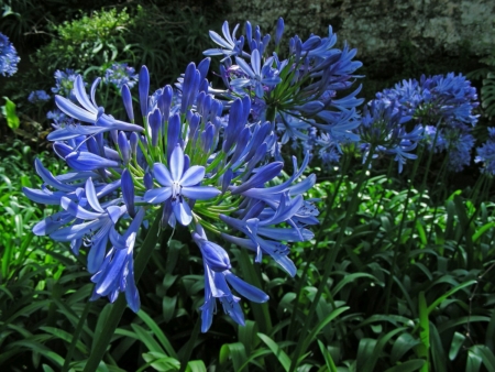 Agapanthus Blue Star seeds
