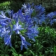 Agapanthus Blue Star seeds