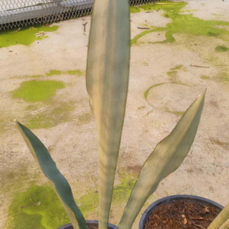 Dracaena trifasciata | 'Moonshine' Snake Plant