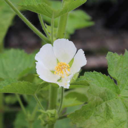 Kitaibelia vitifolia Russian Hibiscus plant
