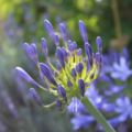 Lily of the Nile Agapanthus 'Northern Star'