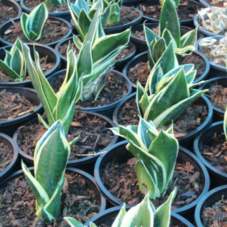 Black Gold Dracaena trifasciata (formerly Sanseviera trifasciata)